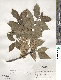 Ulmus procera image