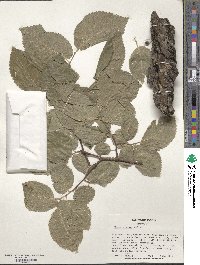 Ulmus procera image