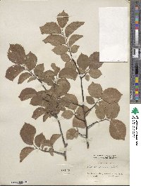 Ulmus procera image