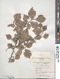 Ulmus procera image