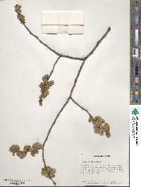 Ulmus procera image