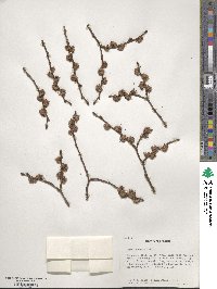 Ulmus procera image