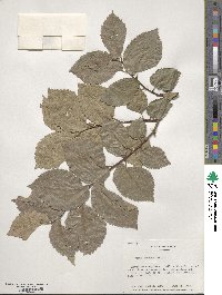 Ulmus procera image