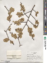 Ulmus procera image