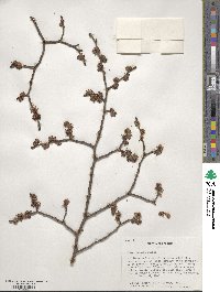 Ulmus procera image