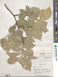 Ulmus procera image