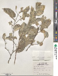 Ulmus procera image