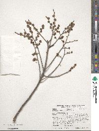 Ulmus pumila image