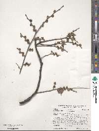 Ulmus pumila image