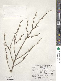 Ulmus pumila image