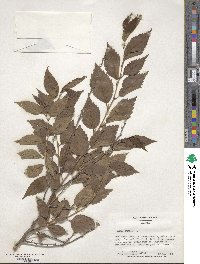 Ulmus pumila image