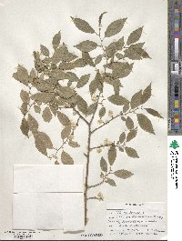 Ulmus pumila image