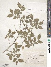 Ulmus pumila image