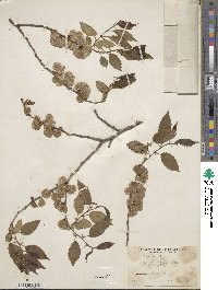 Ulmus pumila image