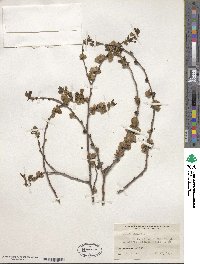 Ulmus pumila image