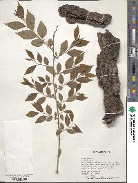 Ulmus pumila image