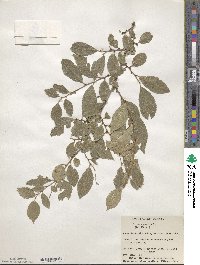 Ulmus pumila image