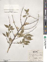 Ulmus pumila image