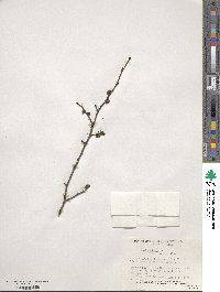 Ulmus pumila image