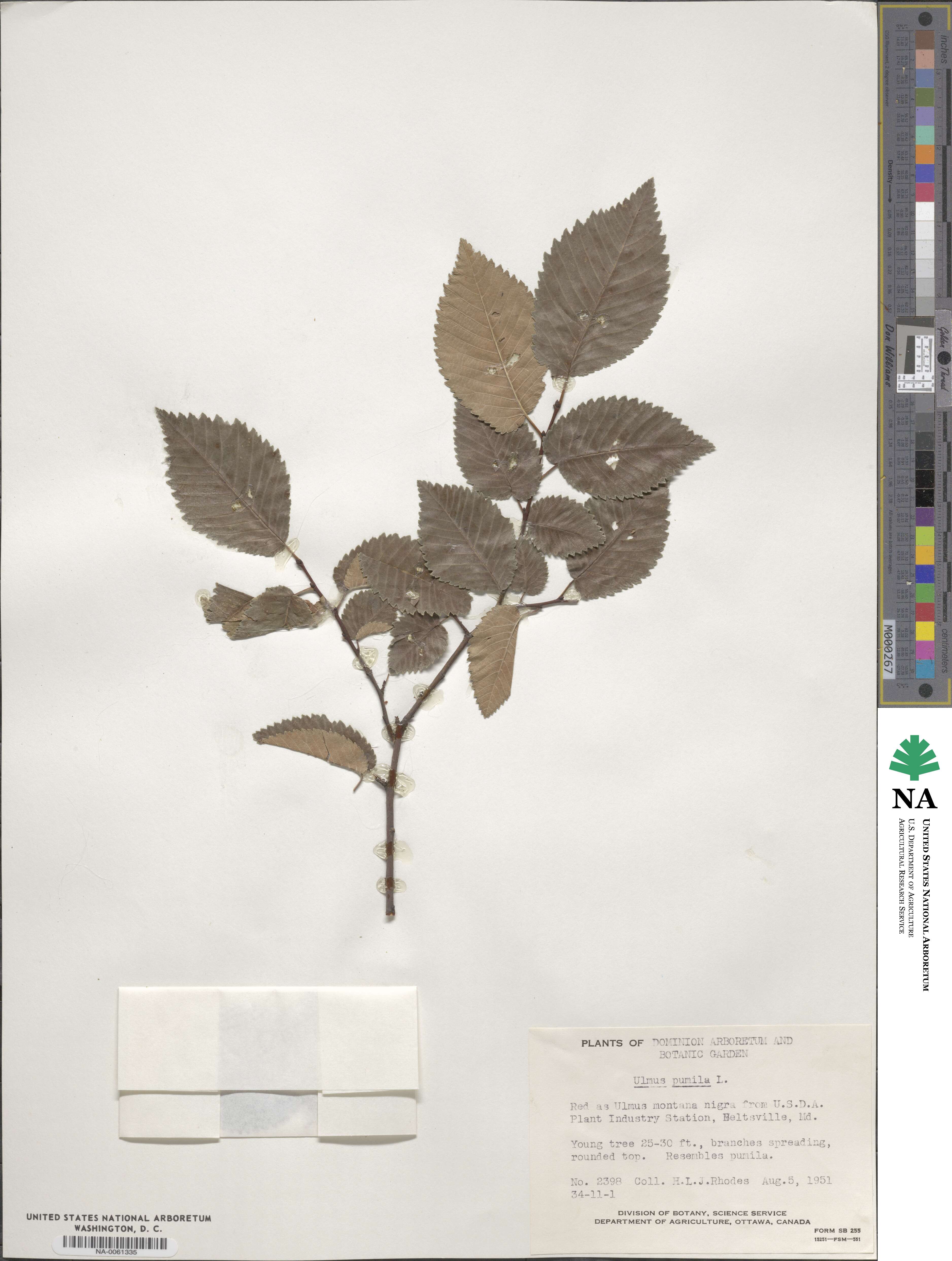 Ulmus pumila image