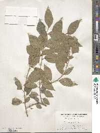 Ulmus pumila image