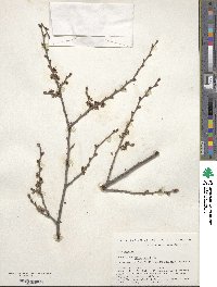 Ulmus pumila image