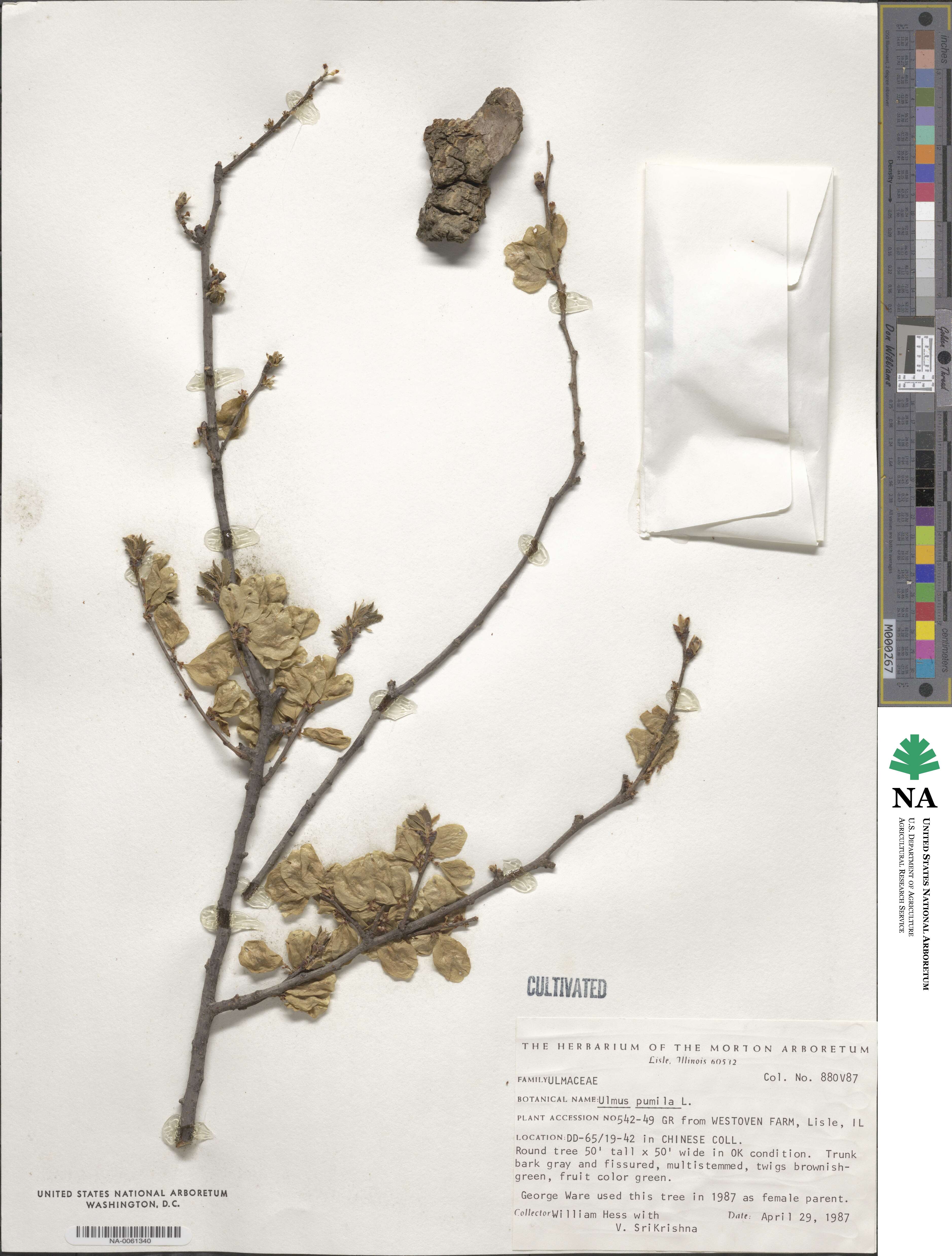 Ulmus pumila image