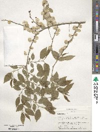 Ulmus pumila image