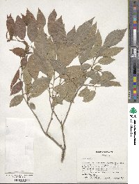 Ulmus pumila image