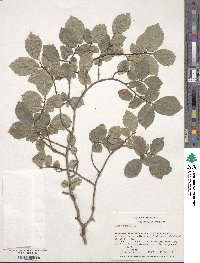 Ulmus pumila image