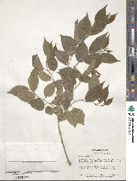 Ulmus pumila image