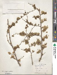 Ulmus pumila image