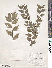 Ulmus pumila image