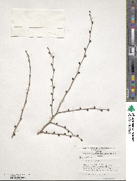 Ulmus pumila image