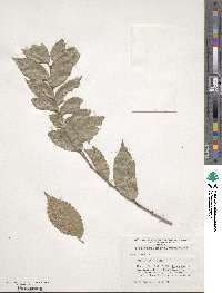 Ulmus pumila image