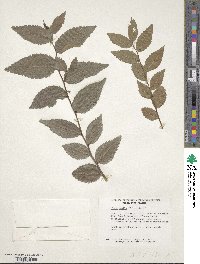 Ulmus pumila image