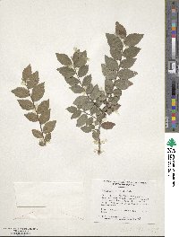 Ulmus pumila image