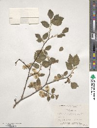 Ulmus pumila image