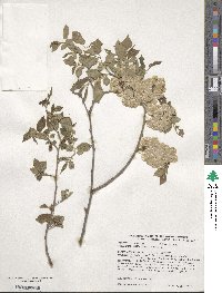 Ulmus pumila image