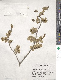 Ulmus pumila image