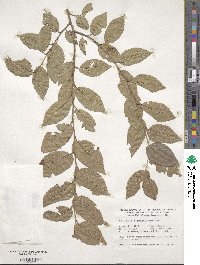 Ulmus pumila image