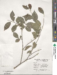 Ulmus pumila image