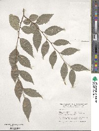 Ulmus pumila image