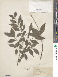 Ulmus pumila image