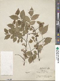 Ulmus pumila image