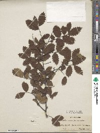 Ulmus pumila image