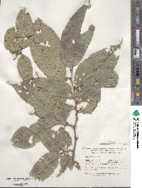 Ulmus rubra image