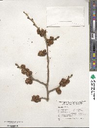 Ulmus rubra image