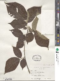 Ulmus rubra image