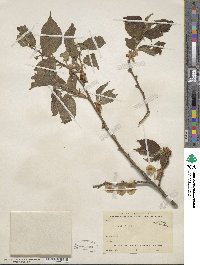 Ulmus rubra image